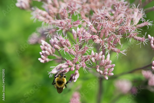 bee on a pink flower © eugen