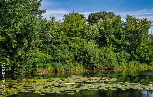 A pond with blooming water lilies and wooded banks. Beautiful nature.