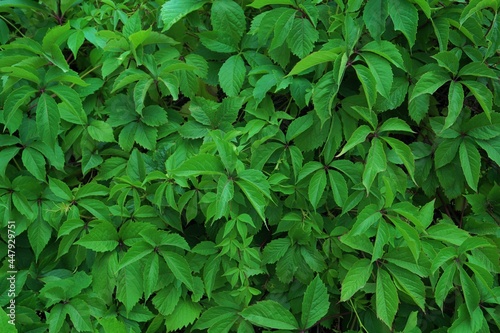 Green creeper wall, plants leaves background, bindweed, greenery texture, nature, natural product concept.