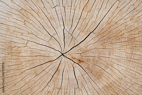 Close up view of cross section of tree trunk, slice of log, wood texture, abstract wooden pattern background.