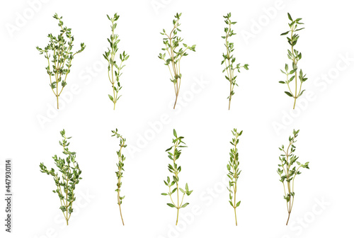 Set with aromatic thyme on white background