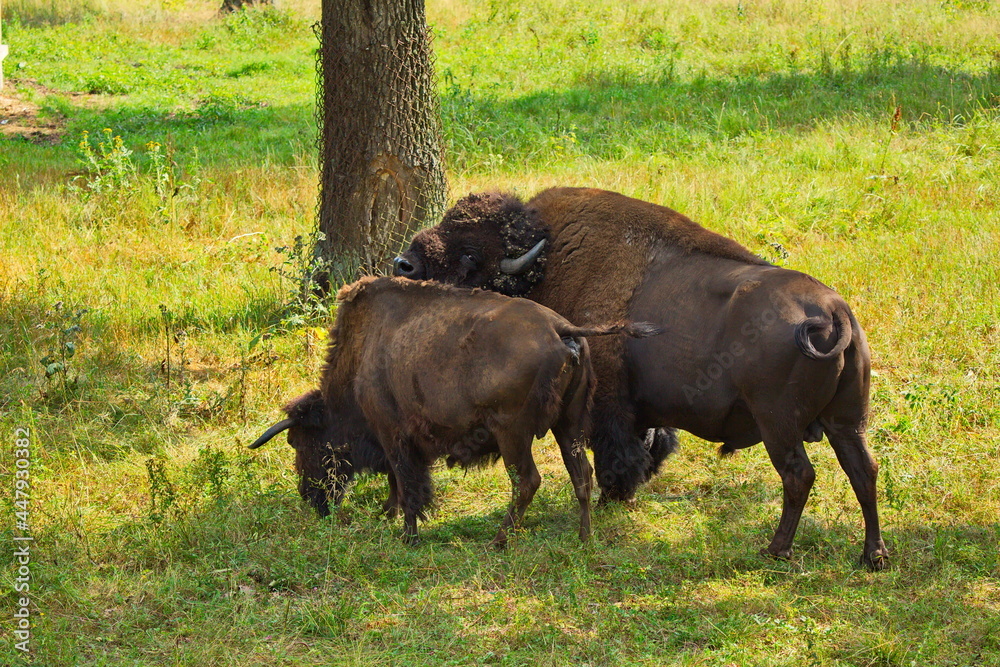 An American bison male takes care of a female in the nursery's aviary.