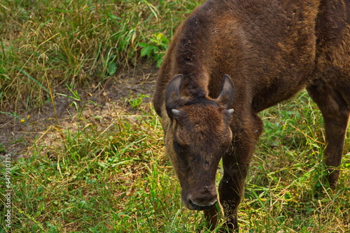 Young bison in the open-air cage of the nursery.