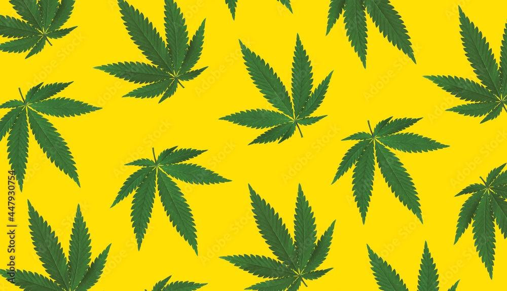 Green hemp leaves on yellow background, flat lay Green hemp leaves on yellow background, flat lay