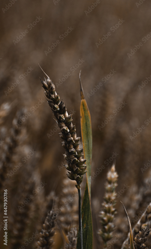 Macro shot of some Wheat