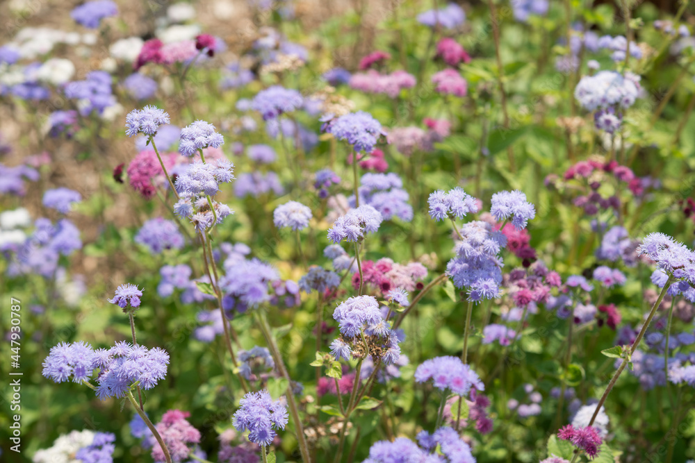 field of Ageratum or whiteweed flowers growing in a garden field of Ageratum or whiteweed flowers growing in a garden