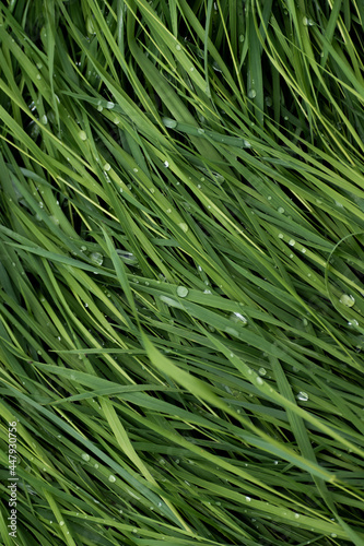 Macro shot of lush green grass with perfect water droplets resting on top.