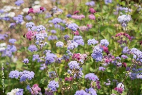 field of Ageratum or whiteweed flowers growing in a garden photo