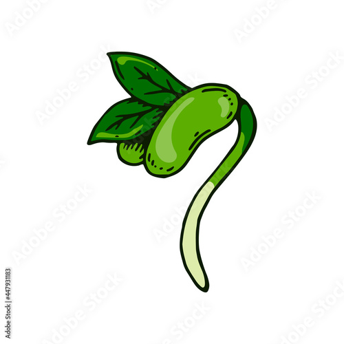 Hand drawn bean sprout. Vector illustration in sketch style isolated on white background