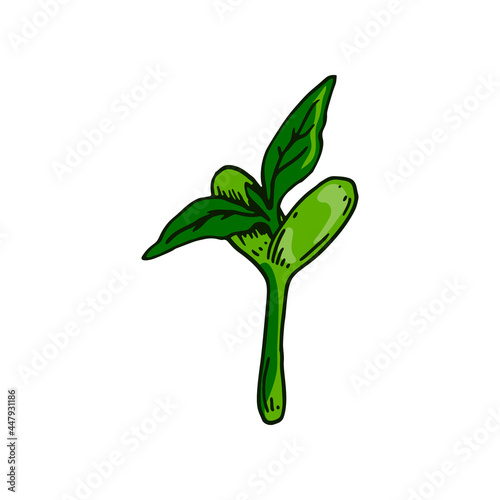 Hand drawn bean sprout. Vector illustration in sketch style isolated on white background
