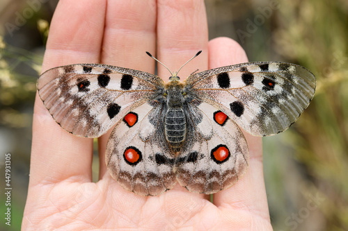 The Apollo or mountain Apollo (Parnassius apollo) in hand