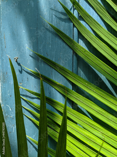 palm leaves against weathered blue cabinet