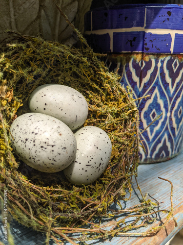 eggs in a nest