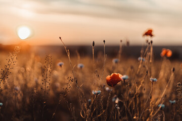 Gartenposter Blumen Schöner Naturhintergrund mit roter Mohnblume Mohnblume im Sonnenuntergang auf dem Gebiet. Gedenktag, Veteranentag, damit wir das Konzept nicht vergessen.  © Shi 