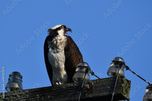 Adult Osprey sits on hydro pole with beak open screeching 
