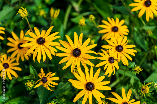 Black-eyed susans (flowers) in a front garden on a residential street in Toronto in summer. Background / Banner.