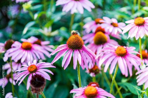 Purple coneflower  or echinacea  is a popular sun perennial seen with honey bees. Shot in a older part of Toronto s Beaches neighbourthood.