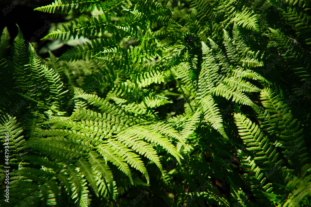 swampy area nature park in the north