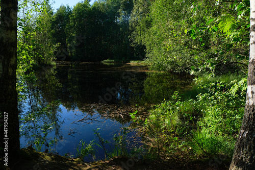 swampy area nature park in the north