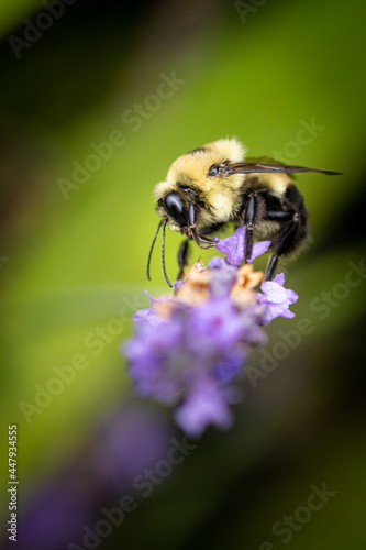 Bee on lavender © AGrandemange