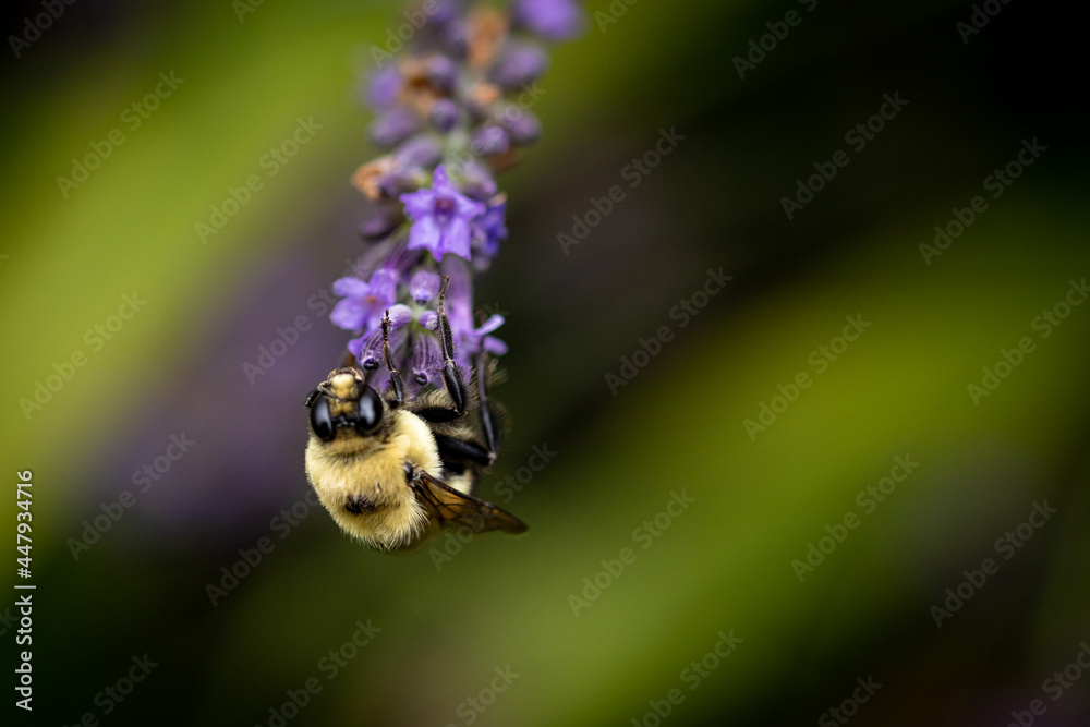 Bee on lavender