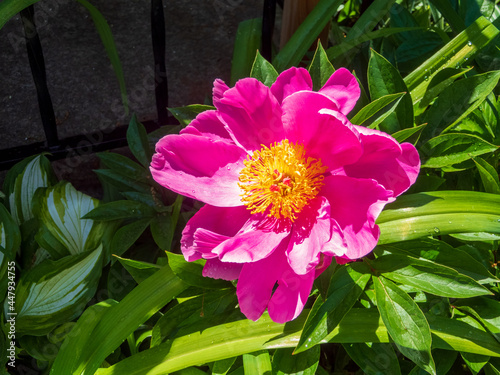 pink and yellow flower