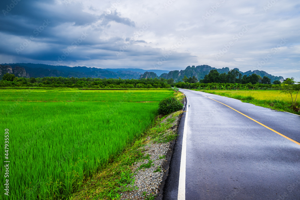 Wet Road Along the Rice Field in Rainy Season