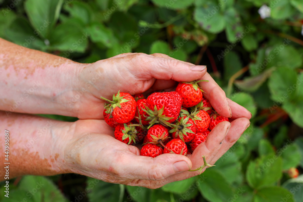 handful of strawberries, strawberries in hands handful of strawberries, strawberries in hands