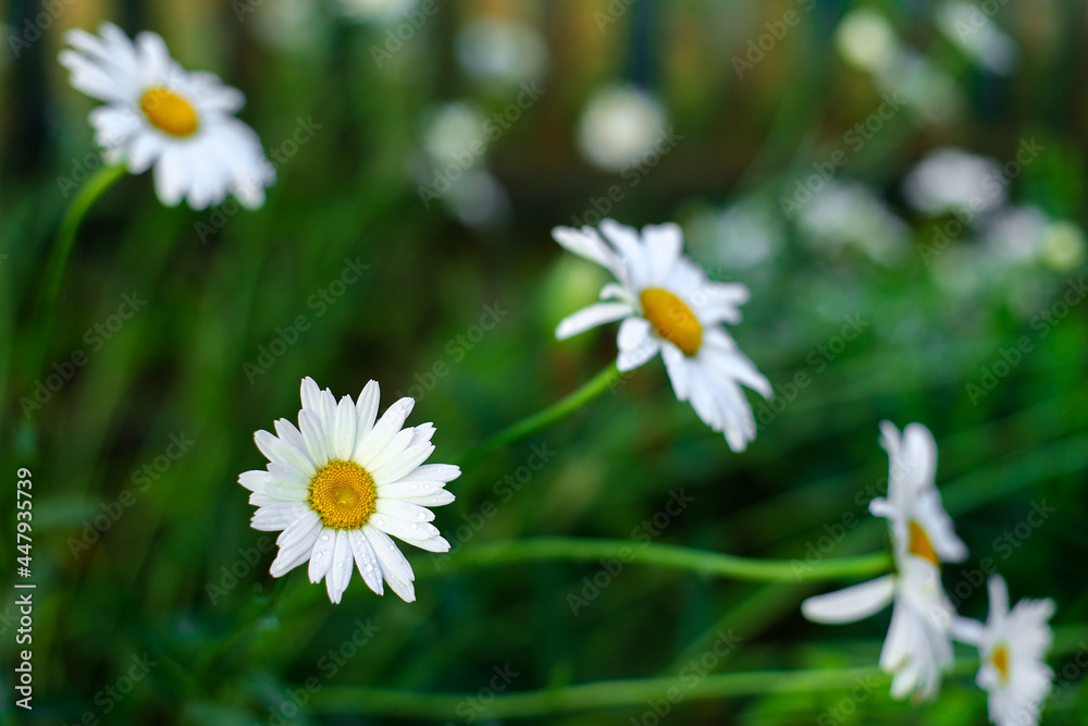 chamomile, chamomile bush, chamomile background chamomile, chamomile bush, chamomile background
