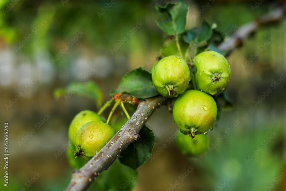 green apples on a tree, green apple, branch green apple green apples on a tree, green apple, branch green apple