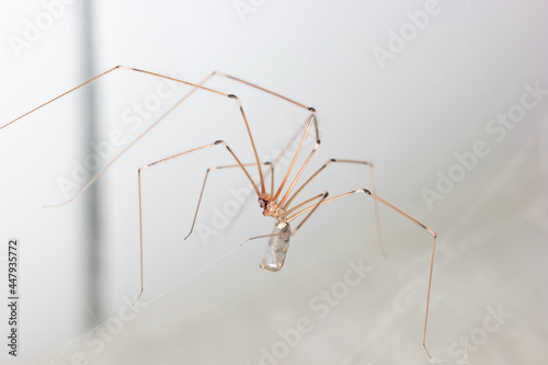 Long legged common spider making web in a household bathroom close up macro shot, no people