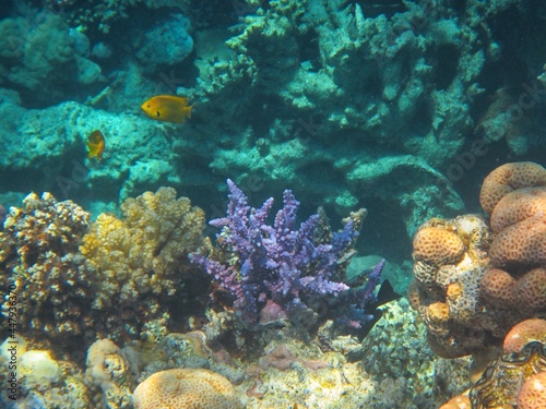 Underwater photography of the Red Sea reefs in South Sinai © Iryna