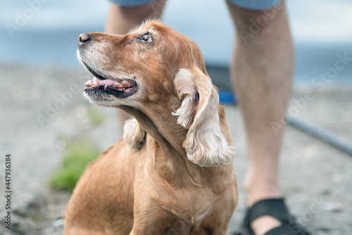 An old brown spaniel dog with sore eyes. Close-up with blurred background.