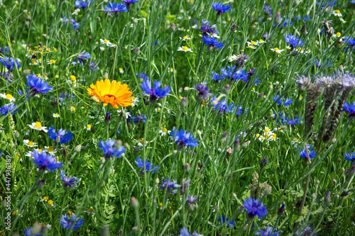 Blooming wild flowers on the meadow at summer.