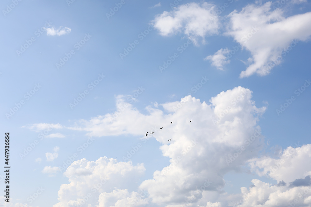 birds in the sky, birds flying in the sky birds in the sky, birds flying in the sky