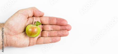 small wild apple in hand on white background