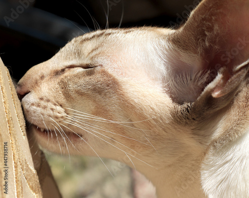 Oriental shorthair cat. Cat blue eyes. Close-up