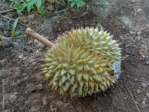 durian on the garden