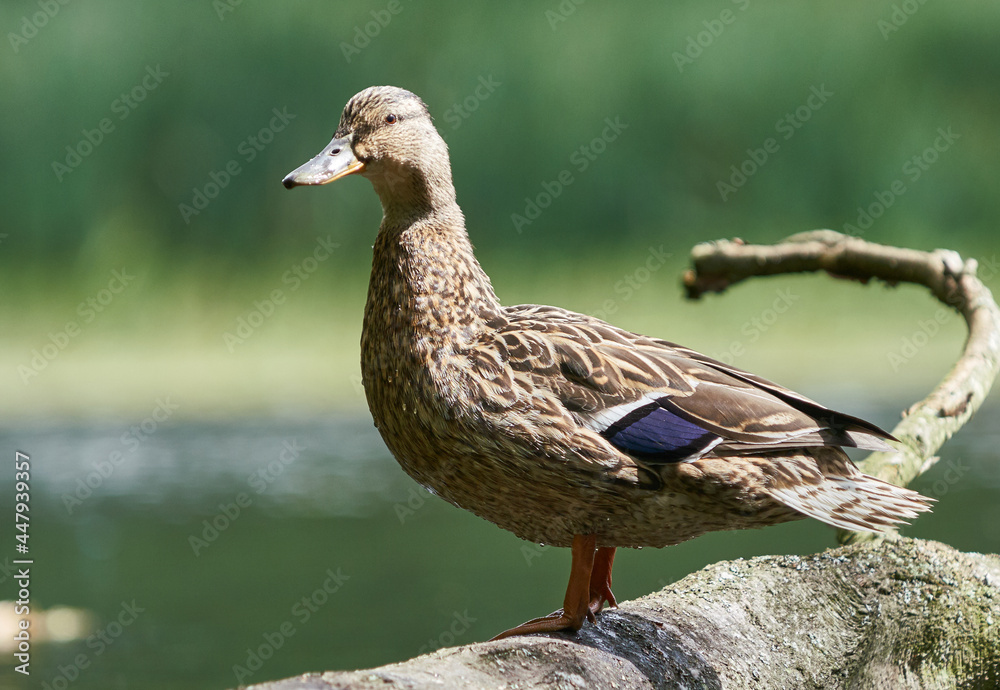 Fototapeta premium duck on a log