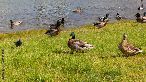 Ducks and pigeons on green grass against the sky