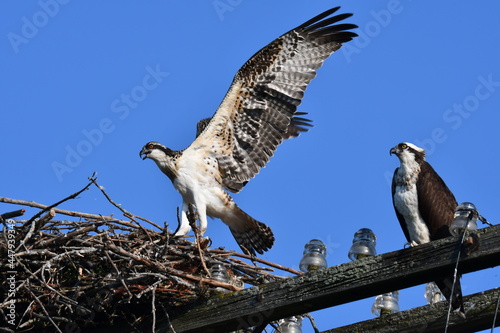 Juvenile Osprey flaps its wings getting ready to fledge the nest