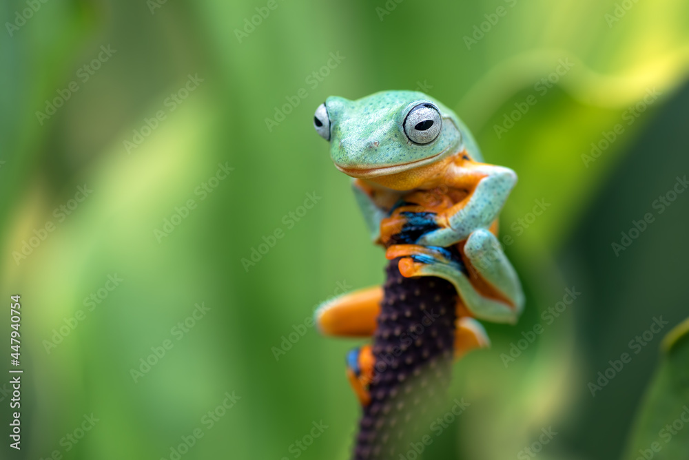 Black webbed tree frog hanging on a leaf Black webbed tree frog hanging on a leaf