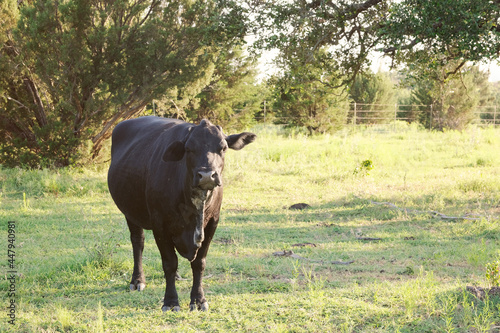 Easy keeper black cow on ranch during summer season with copy space on background.