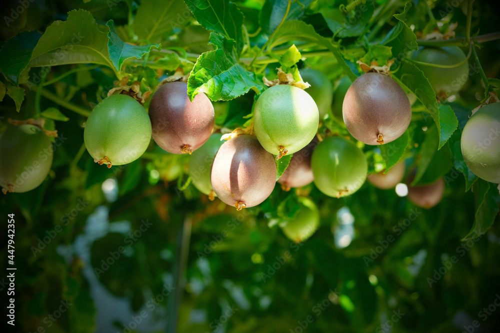 Obraz premium Several passion fruits hanging on the vine under the shade and sun.