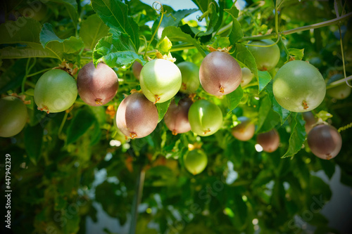 Several passion fruits hanging on the vine under the shade and sun