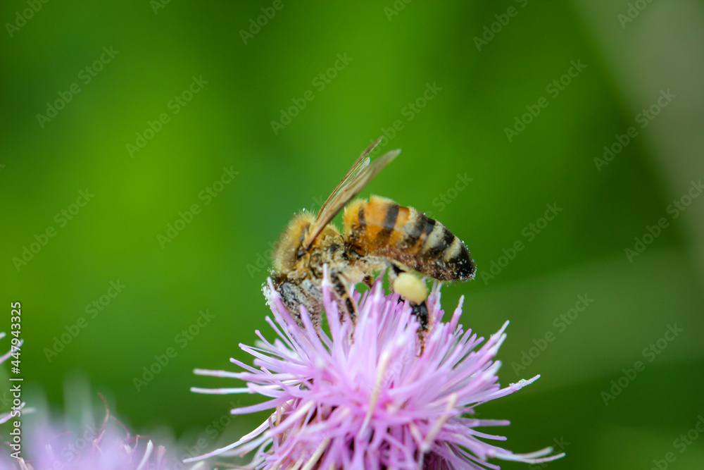 Nahaufnahme einer Biene auf einer Blüte beim Blütenstaub sammeln. Nahaufnahme einer Biene auf einer Blüte beim Blütenstaub sammeln.