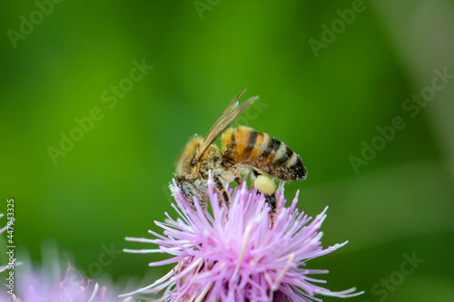 Nahaufnahme einer Biene auf einer Blüte beim Blütenstaub sammeln. © boedefeld1969