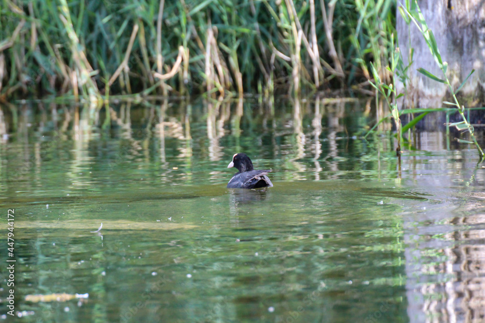 Ein Teichhuhn oder Blesshuhn auf einem Teich. Ein Teichhuhn oder Blesshuhn auf einem Teich.
