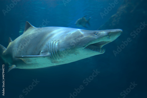 shark in aquarium © Stanisław Tokarski