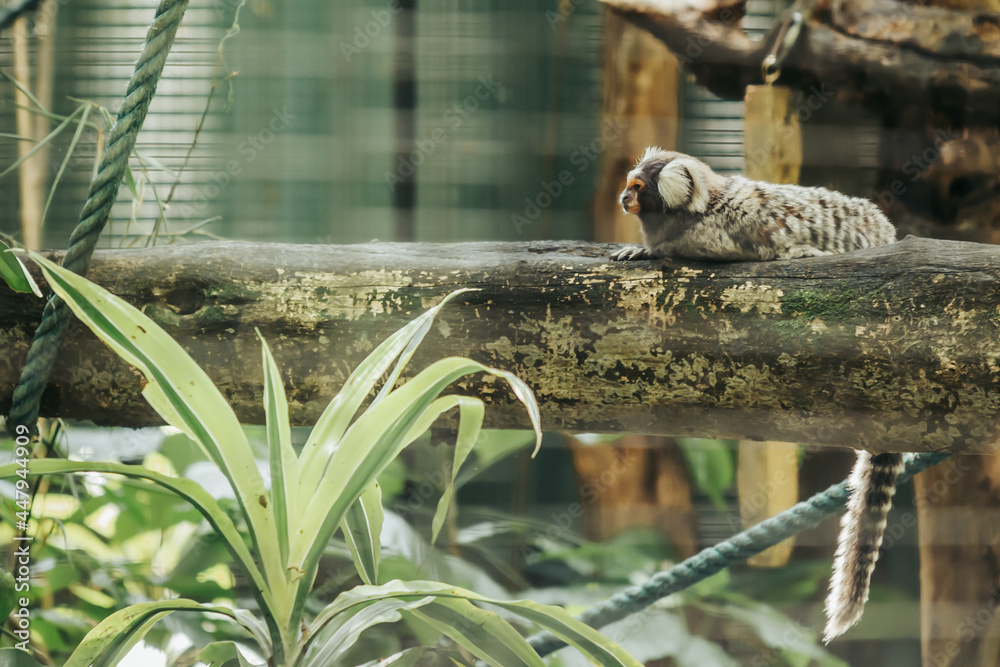 Marmoset in a tree Marmoset in a tree